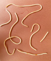 c_wormburrart_p1.jpg
