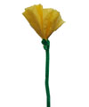c_growingflower_p3.jpg