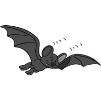 a_echolocation_large.jpg