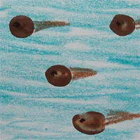 c_tadpoleprint_large.jpg