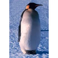 r_penguinfacts_large.jpg