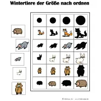 a_Manimalsort_large.jpg