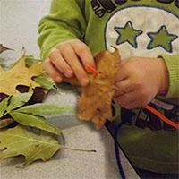 c_leaves-fm_large.jpeg