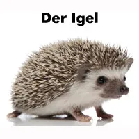 r_Igel-Steckbrief_large.jpg