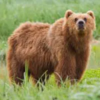 r_bearactivities_large.jpg